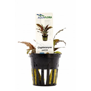 AQUAFLORA - CRYPTOCORYNE PETCHII "PINK"
